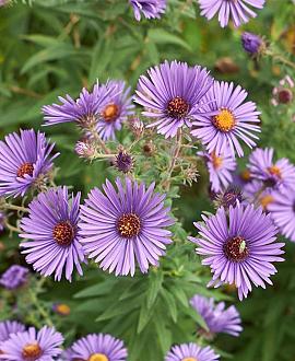 Aster 'Wood's Purple' Pot 9 cm