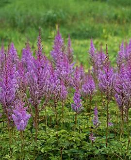 Astilbe c. 'Purpurkerze' Pot 9 cm