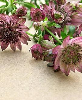 Astrantia maj. 'Rubra' Pot 9 cm