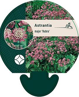 Astrantia maj. 'Rubra' Pot 9 cm