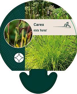 Carex elata 'Aurea' Pot 9 cm