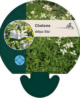 Chelone obliqua 'Alba' Pot 9 cm