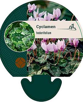Cyclamen hederifolium Pot 9 cm