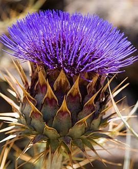 Cynara cardunculus Pot 9 cm