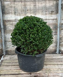 Taxus baccata Bolvorm 60-70 cm