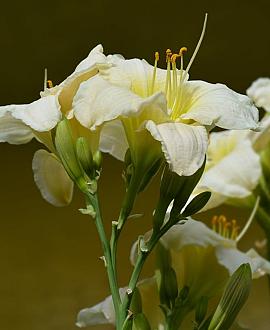 Hemerocallis 'Gentle Shepherd' Pot 9 cm