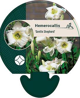 Hemerocallis 'Gentle Shepherd' Pot 9 cm