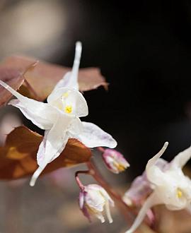 Epimedium gr. 'Bandit' Pot 9 cm