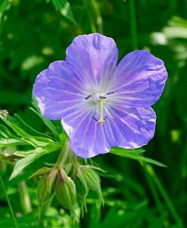 Geranium 'Blue Sunrise' Pot 9 cm