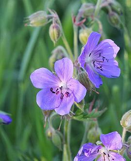 Geranium pratense Pot 9 cm