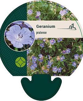 Geranium pratense Pot 9 cm