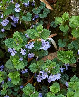 Glechoma hederacea Pot 9 cm