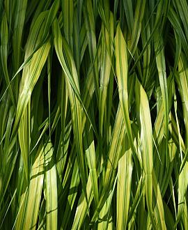 Hakonechloa macra 'Albostriata' Pot 9 cm