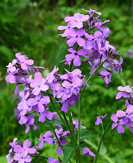 Hesperis matronalis Pot 9 cm