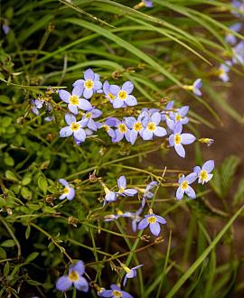 Houstonia caer. 'Millard's Variety' Pot 9 cm