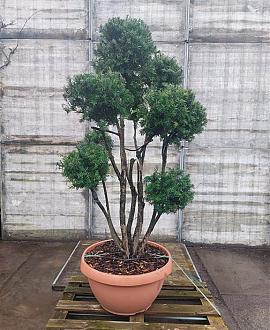 Taxus baccata Pot 70 Liter 150 - 175 cm Pon-Ponvorm