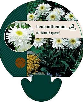Leucanthemum (S) 'Wirral Supreme' Pot 9 cm