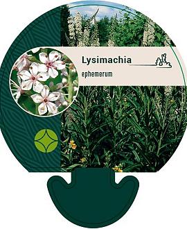 Lysimachia ephemerum Pot 9 cm