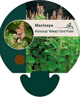 Macleaya m. 'Kelway's Coral Plume' Pot 9 cm