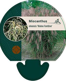 Miscanthus sin. 'Kleine Fontäne' Pot 9 cm