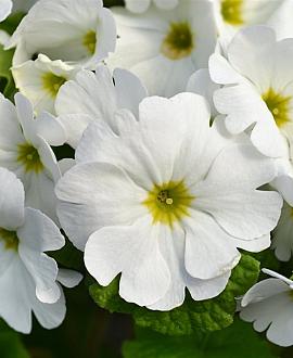 Primula (J) 'Wanda' Pot 9 cm