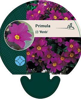 Primula (J) 'Wanda' Pot 9 cm