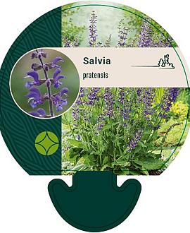 Salvia pratensis Pot 9 cm