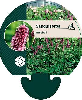 Sanguisorba menziesii Pot 9 cm
