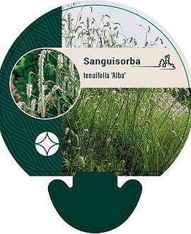 Sanguisorba tenuifolia alba Pot 9 cm