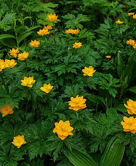 Trollius chinensis 'Golden Queen' Pot 9 cm