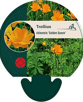 Trollius chinensis 'Golden Queen' Pot 9 cm