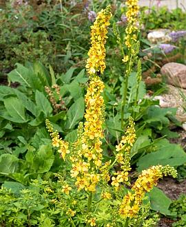 Verbascum nigrum Pot 9 cm