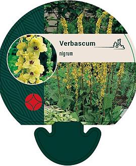 Verbascum nigrum Pot 9 cm