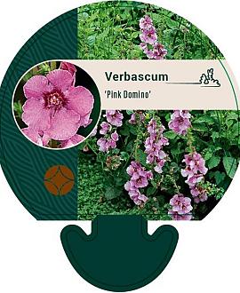 Verbascum 'Pink Domino' Pot 9 cm