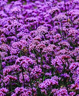 Verbena officinalis Pot 9 cm