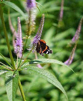 Veronicastrum virginicum Pot 9 cm