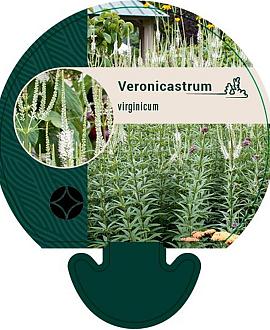 Veronicastrum virginicum Pot 9 cm