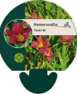 Hemerocallis 'Pardon Me' Pot 9 cm