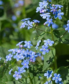 Brunnera macr. 'Alexander's Great' Pot 9 cm
