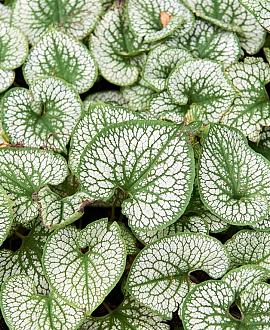 Brunnera macr. 'Mr Morse' Pot 9 cm