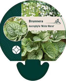 Brunnera macr. 'Mr Morse' Pot 9 cm
