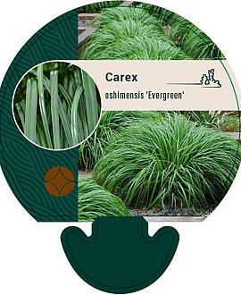 Carex oshim. 'Evergreen' Pot 9 cm