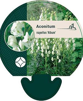 Aconitum napellus 'Album' Pot 9 cm
