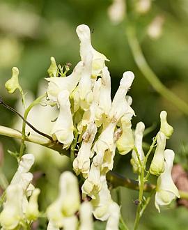 Aconitum napellus 'Album' Pot 9 cm