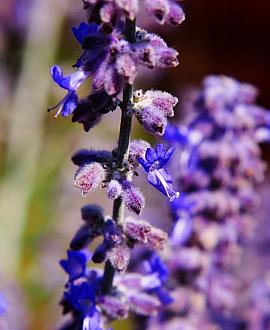 Perovskia atripl. 'Blue Spire' Pot 2 Liter