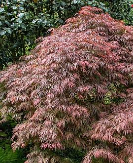 Acer pal. 'Dissectum' Pot 25 Liter Halfstam