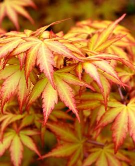 Acer pal. 'Sangokaku' Pot 150 liter 300 - 350 CM struik