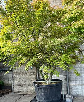 Acer palmatum Pot 285 Liter 300 - 350 CM