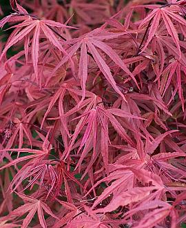 Acer pal. 'Red Pygmy' Pot 110 liter 200 - 250 cm