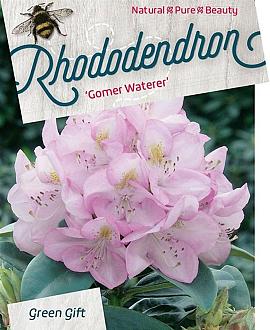 Rhododendron 'Gomer Waterer' Pot 10 liter